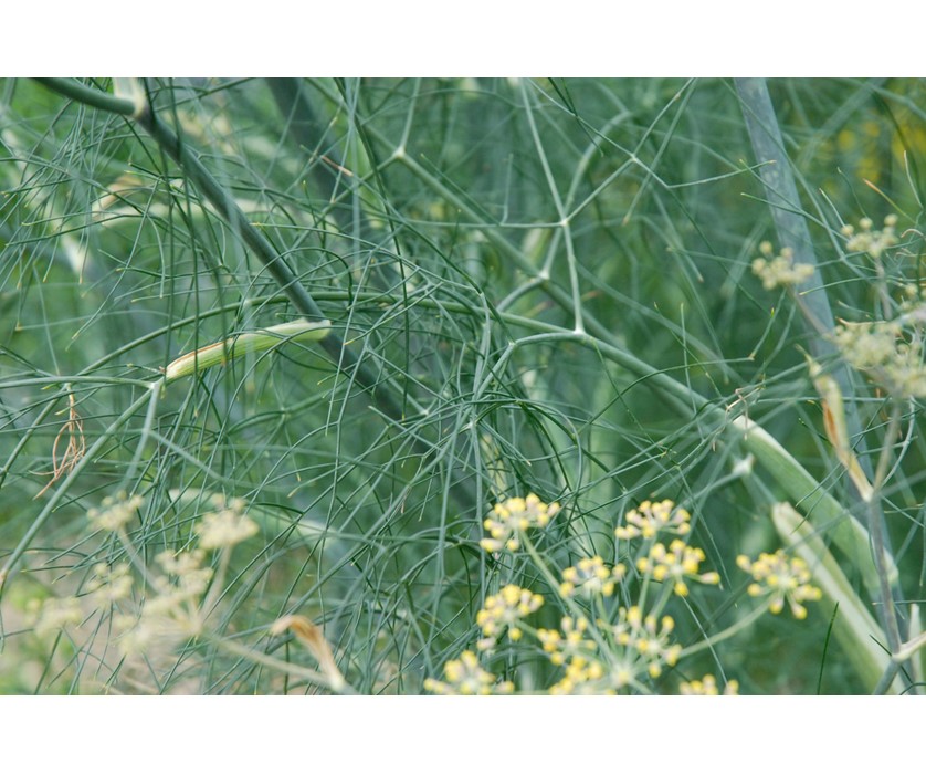 Bronze Fennel